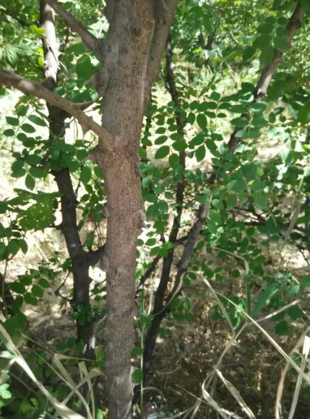 花椒樹