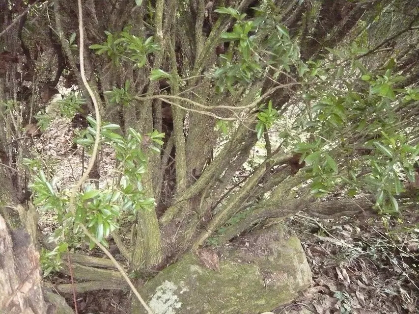 黃柏黃金木樹