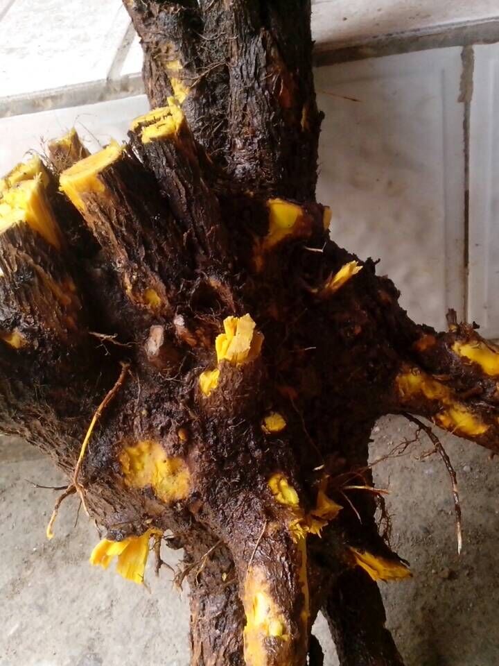 黃柏黃金木樹