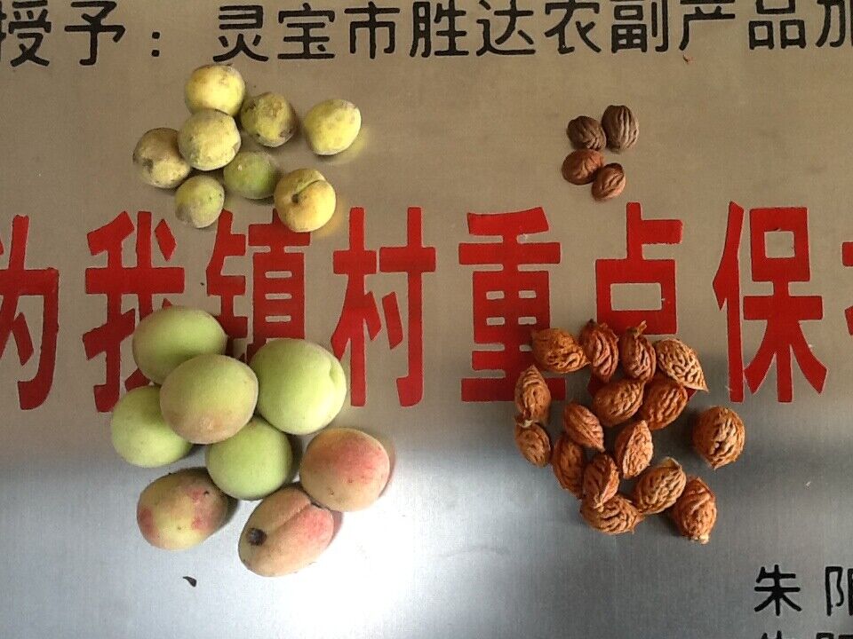桃胡 毛桃胡種子
