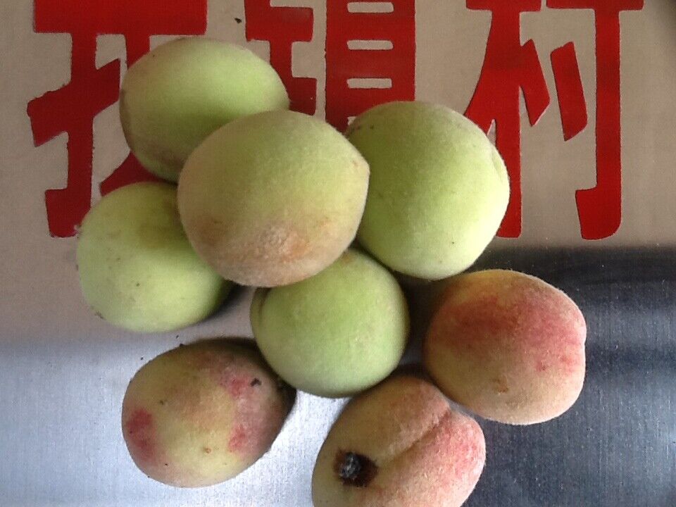 桃胡 毛桃胡果實