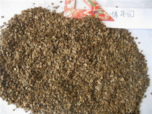 博落回種子