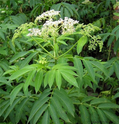 接骨草樹枝