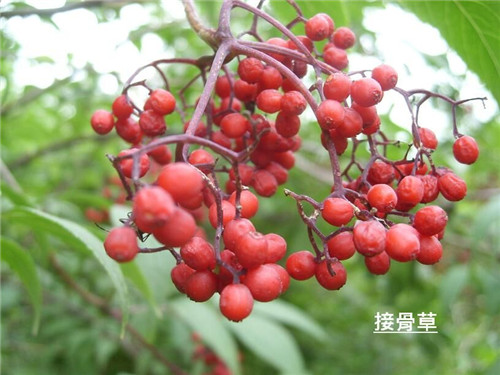 接骨草樹枝