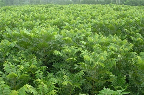 美國薄皮山核桃苗