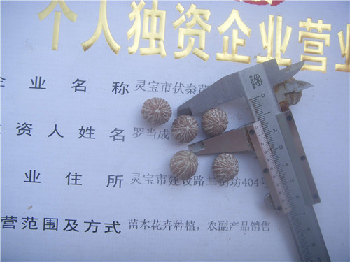 美國小黑核桃苗