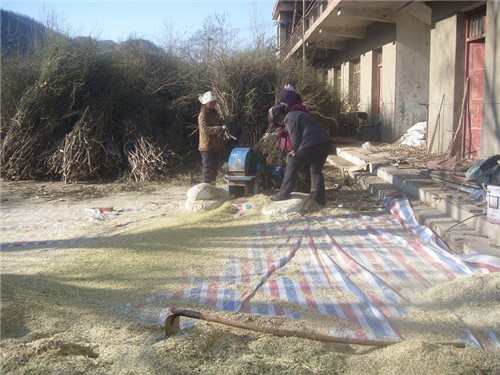 鬼箭羽樹枝