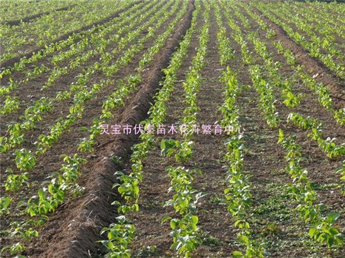 品種核桃苗木種子