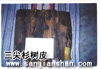 三尖杉枝葉樹皮