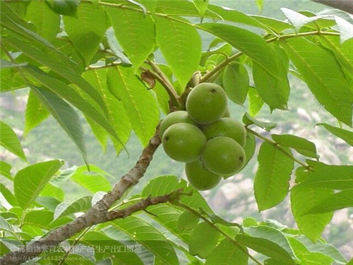 山核桃樹枝樹皮