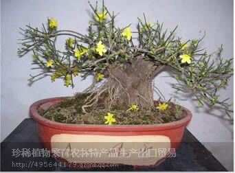 迎春花苗木