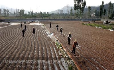 加工出口橡子仁