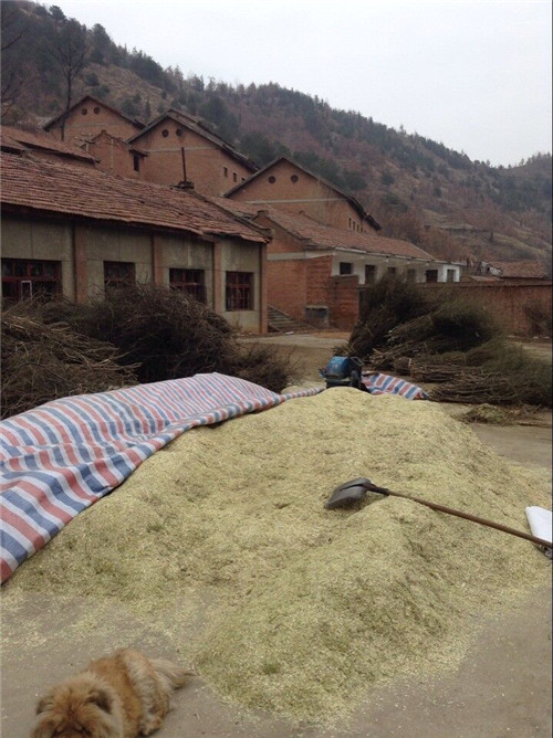鬼箭羽樹枝