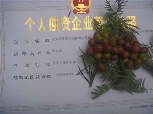 三尖杉枝葉樹皮