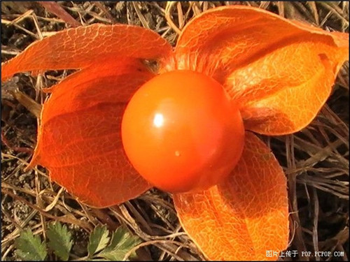 紅姑娘苗