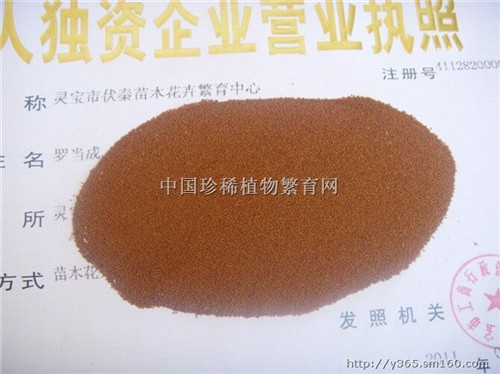 供青蒿枝葉種子