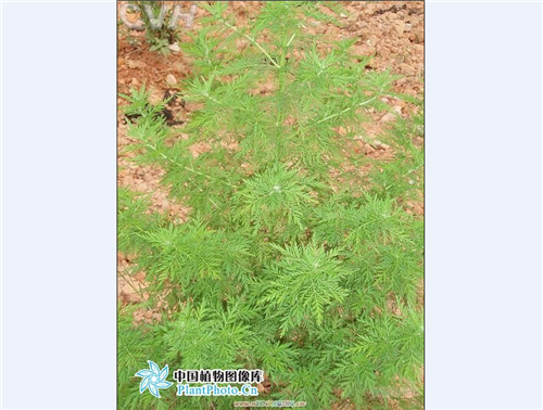 供黃花蒿枝葉種子