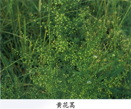 供黃花蒿枝葉種子 