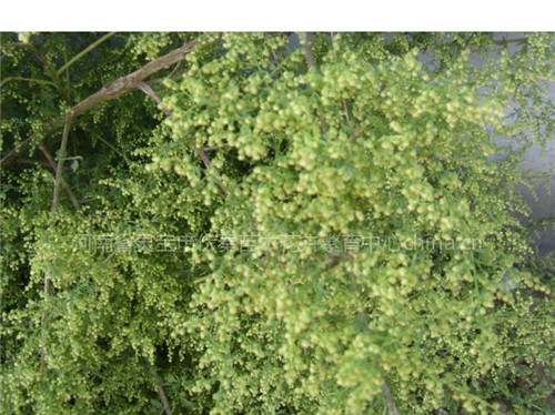 供黃花蒿枝葉種子 