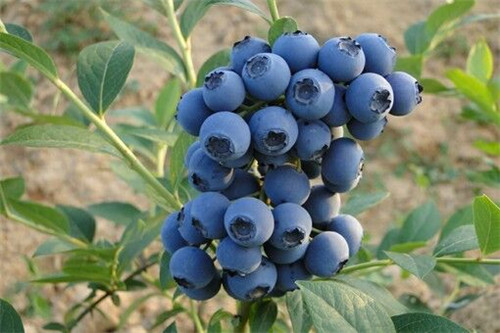 藍莓果子苗木