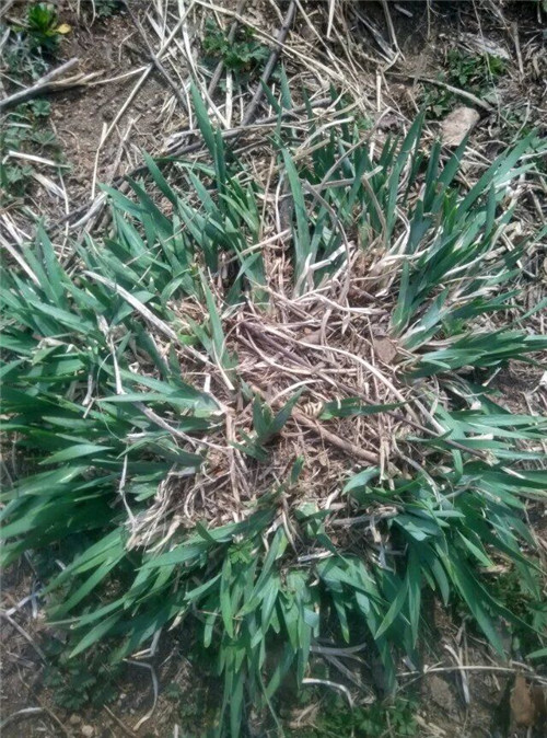烏蘭花叢生苗