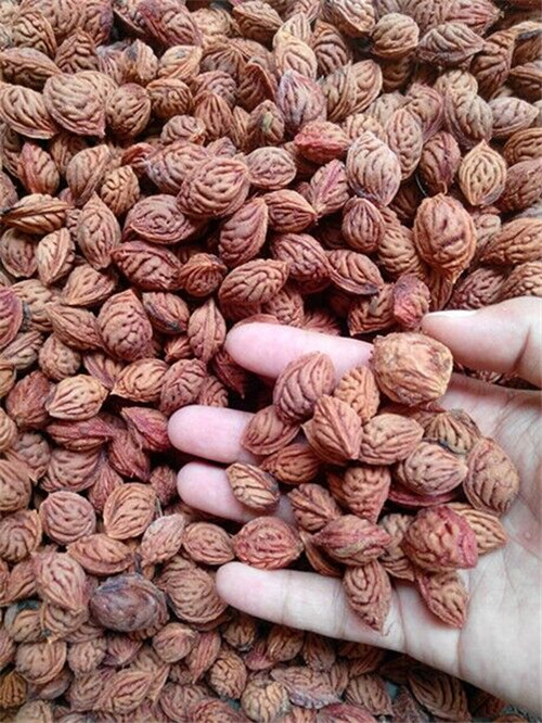 桃胡  毛桃胡果實