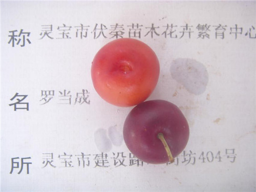 歐李苗木種子