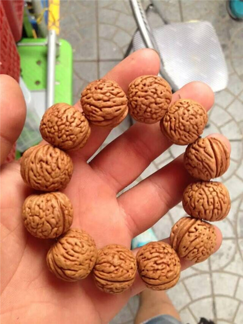 桃胡毛桃胡果實