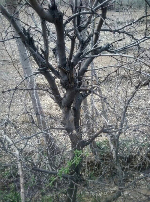 酸棗樹枝