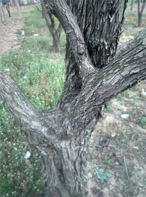 酸棗樹枝