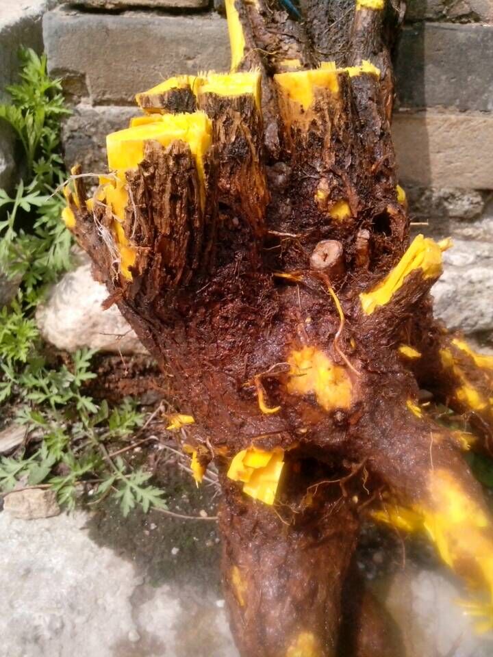 黃柏木出售