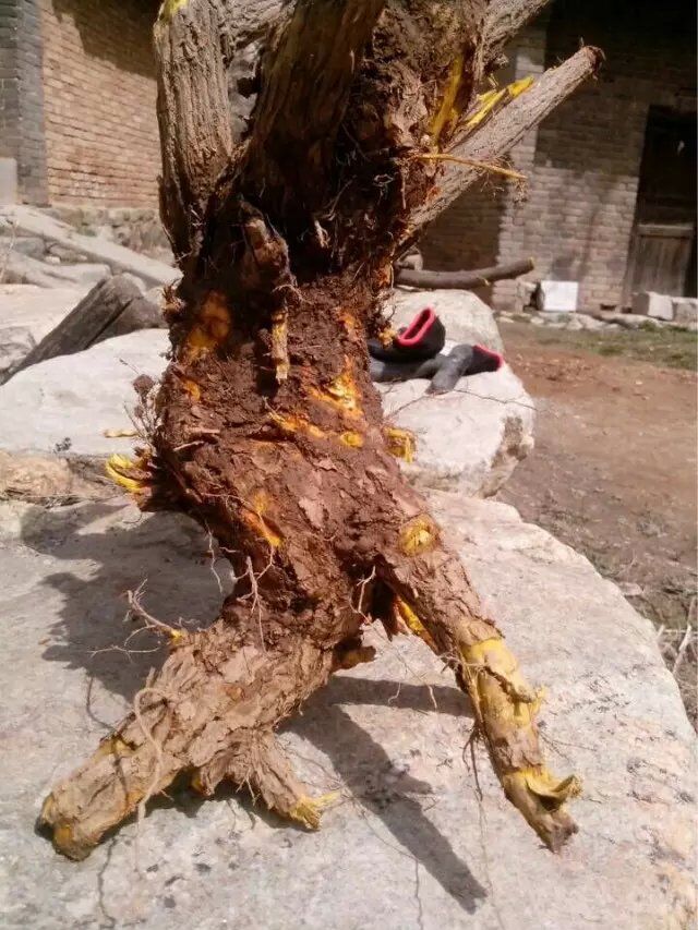 黃柏木出售