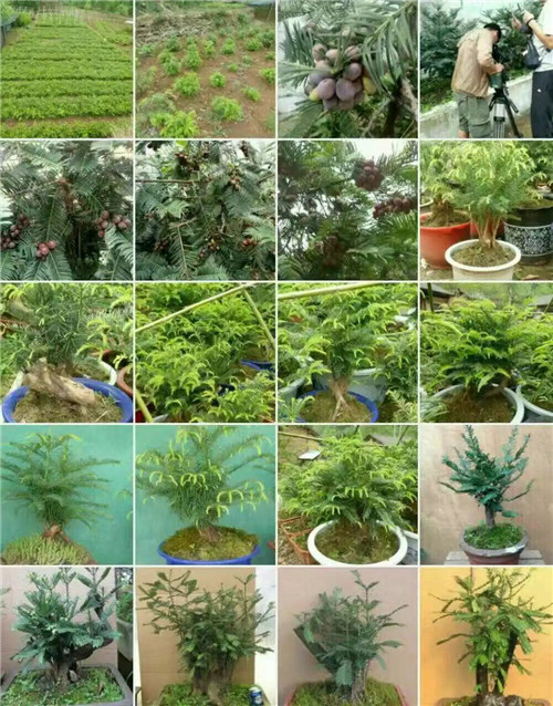 三尖杉枝葉樹皮