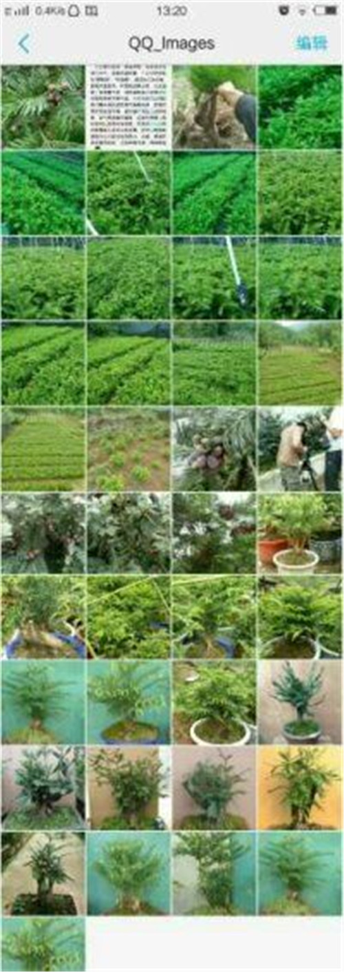 三尖杉枝葉樹皮