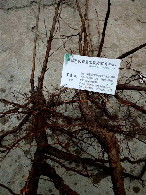 歐李苗木種子