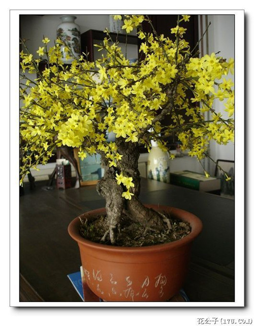 迎春花苗木