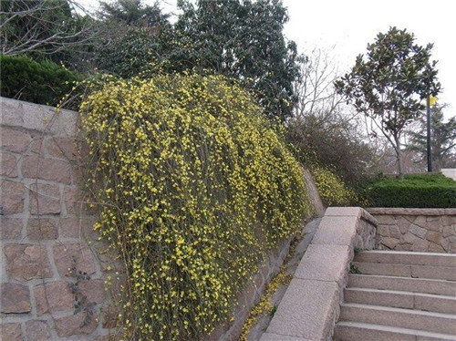 迎春花苗木