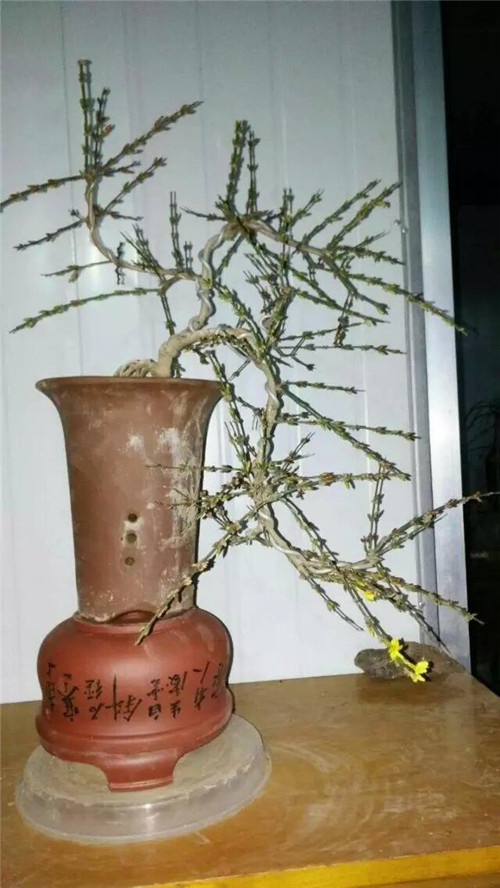 迎春花苗木