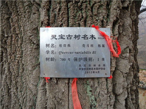 栓皮櫟樹加工