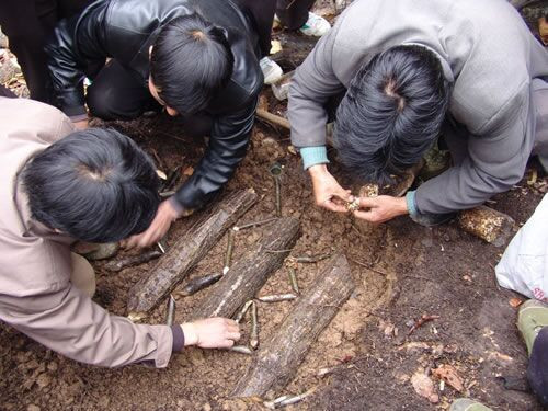 純野生豬芩
