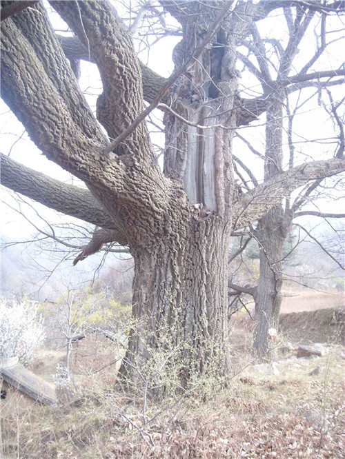栓皮櫟樹加工