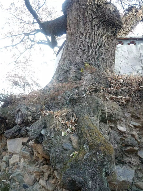 栓皮櫟樹加工