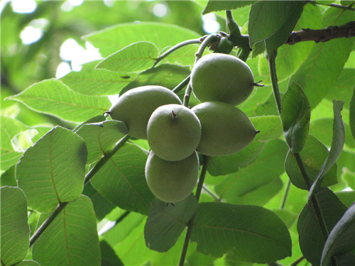 山核桃樹枝樹皮