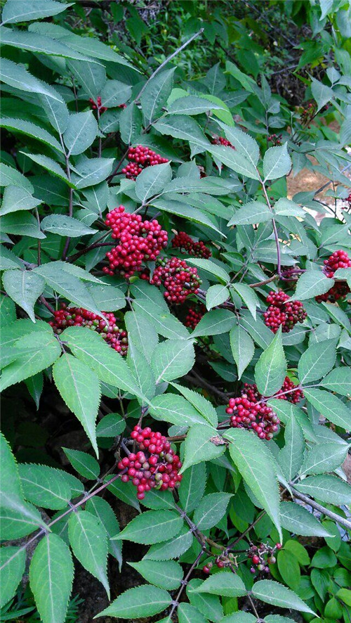 接骨草樹枝