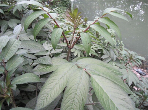 接骨草樹枝