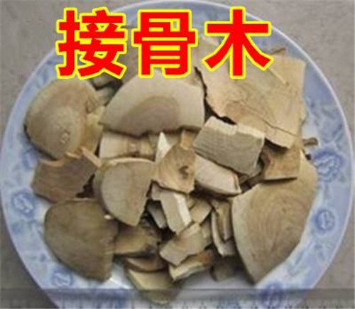 接骨草樹枝
