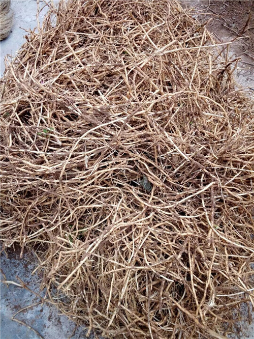 紅姑娘苗木
