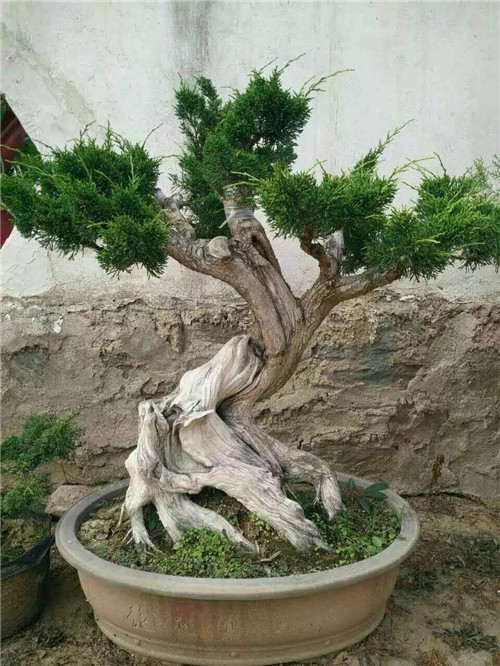 側柏苗木