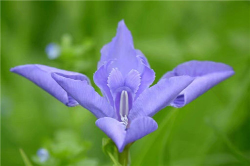 馬蘭花叢生苗
