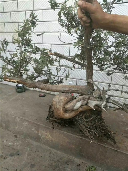 側柏苗木